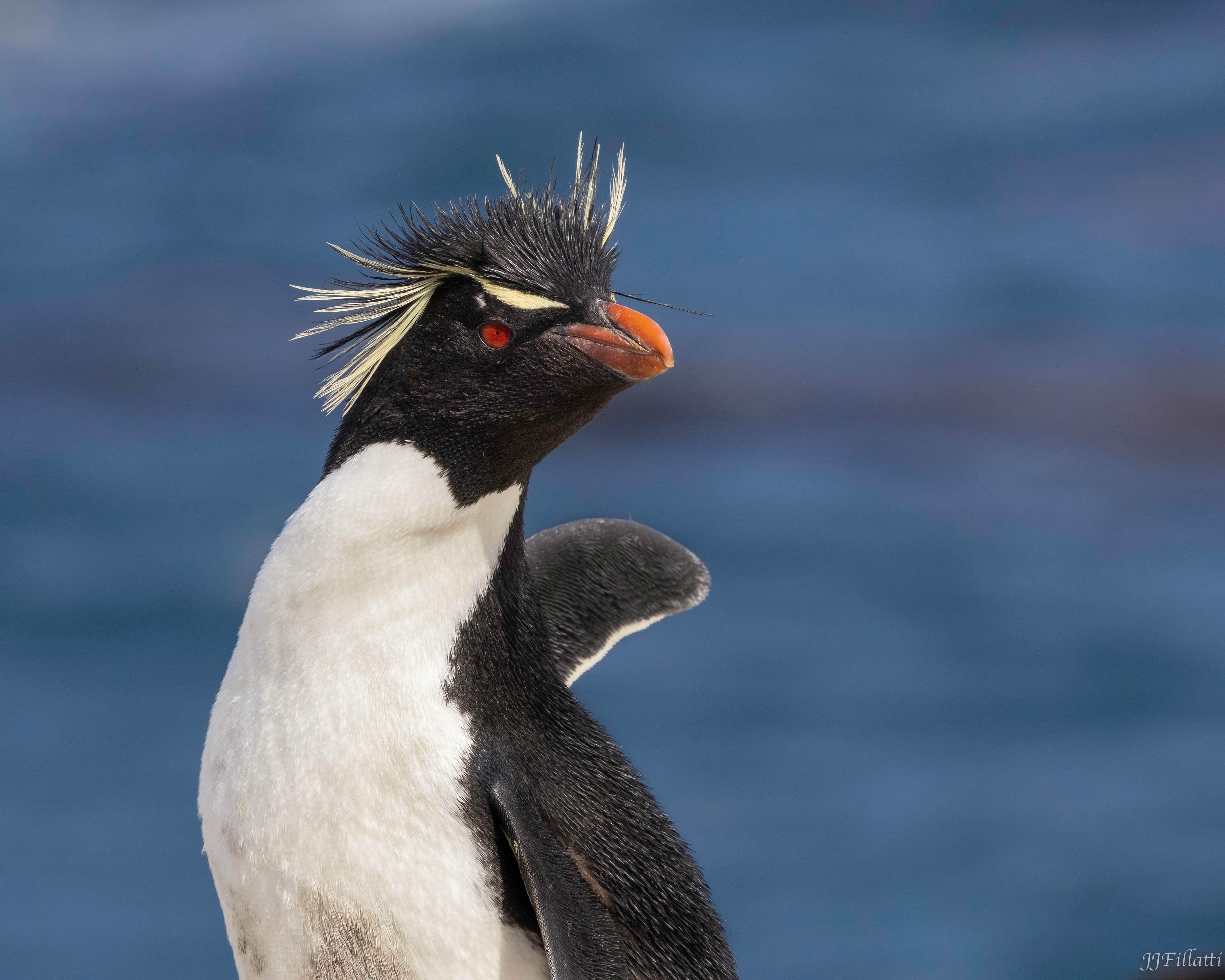 bird of the falklands image 49